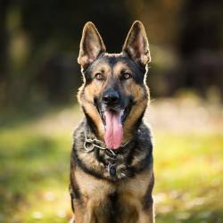Lost Male Dog last seen By the street, Seattle, WA 98113