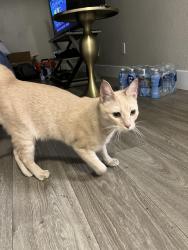 Found/Stray Unknown Cat last seen Mountain vista, Las Vegas, NV 89120