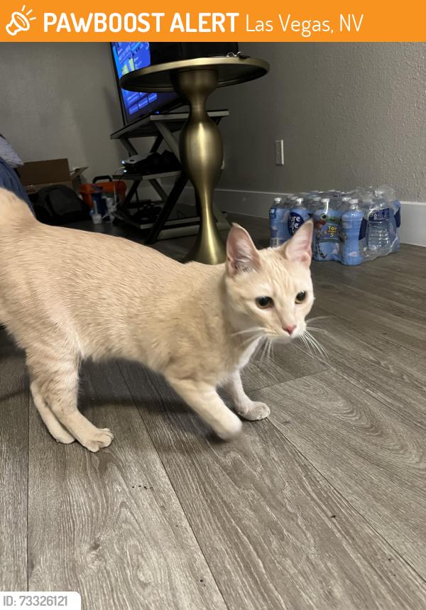 Found/Stray Unknown Cat last seen Mountain vista, Las Vegas, NV 89120