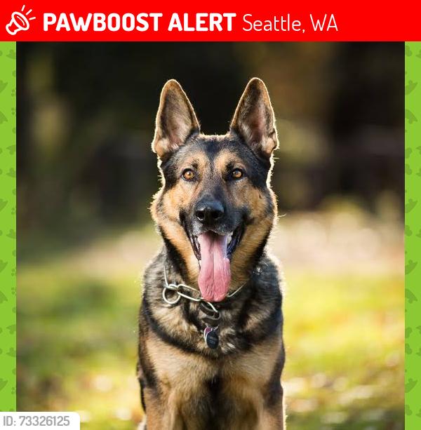 Lost Male Dog last seen Near pier, Seattle, WA 98104