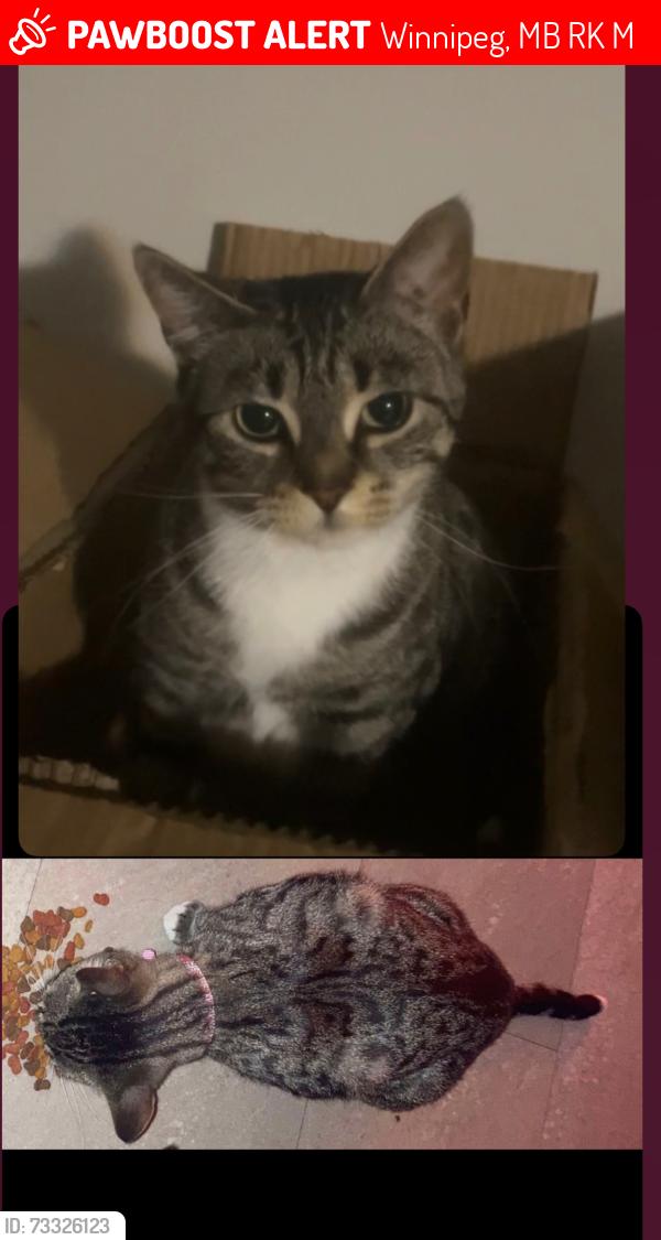 Lost Female Cat last seen Jamison and Henderson Highway, Winnipeg, MB R2K 1M7