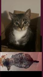 Lost Female Cat last seen Jamison and Henderson Highway, Winnipeg, MB R2K 1M7