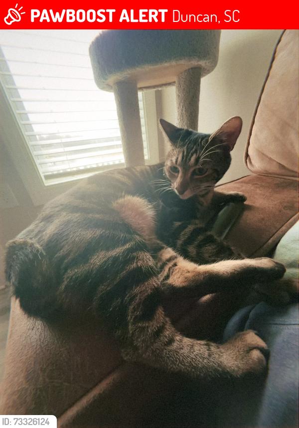 Lost Female Cat last seen apmt complex Barry Shoals off of east Main Street in Duncan SC, Duncan, SC 29369
