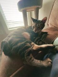 Lost Female Cat last seen apmt complex Barry Shoals off of east Main Street in Duncan SC, Duncan, SC 29369