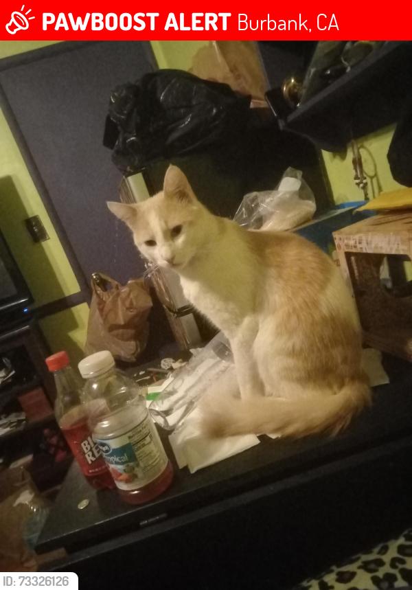 Lost Male Cat last seen Burbank Blvd & Chandler Blvd, Burbank, CA 91505