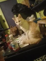 Lost Male Cat last seen Burbank Blvd & Chandler Blvd, Burbank, CA 91505