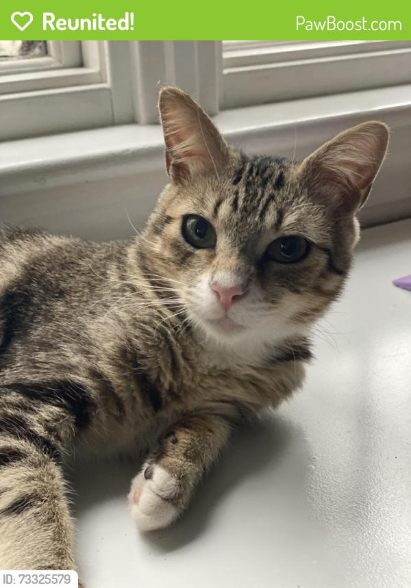 Reunited Male Cat last seen Fairbanks and Walnut, Wellesley, MA 02481