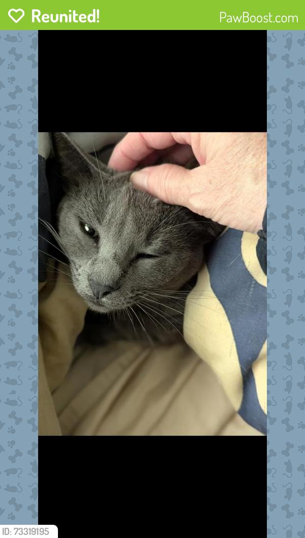 Reunited Female Cat last seen Ryder St and 9th St Vallejo, CA, Vallejo, CA 94590