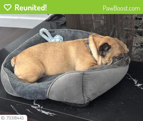 Reunited Male Dog last seen Veemac and Southern, La Mesa, CA 91942