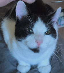 Reunited Unknown Cat last seen Wellington Road, Bournemouth, Bournemouth, Christchurch and Poole, England 