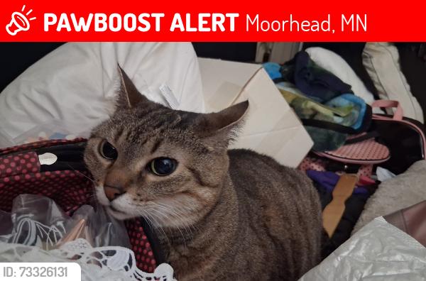 Lost Female Cat last seen Near 5th Ave N Moorhead, MN, Moorhead, MN 56560
