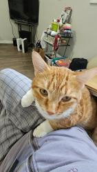 Reunited Male Cat last seen Portage and Langside, Winnipeg, MB R3C 1Z9