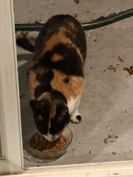 Found/Stray Female Cat last seen Oakes St & Tinsley Ave, East Palo Alto, CA 94303