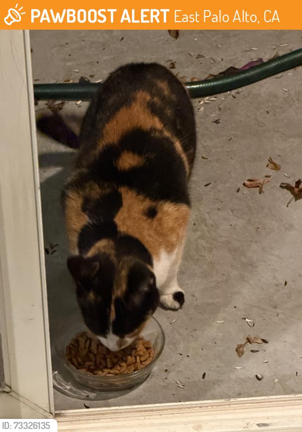 Found/Stray Female Cat last seen Oakes St & Tinsley Ave, East Palo Alto, CA 94303
