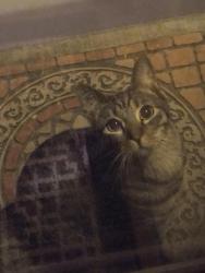 Found/Stray Unknown Cat last seen Near Off Regal Lounge on Mt Vernon Rd, Spokane, WA 99223