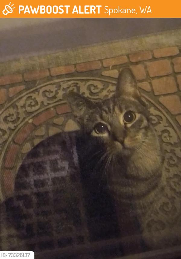 Found/Stray Unknown Cat last seen Near Off Regal Lounge on Mt Vernon Rd, Spokane, WA 99223