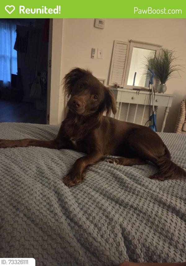 Reunited Female Dog last seen My backyard, Wilmington, NC 28403