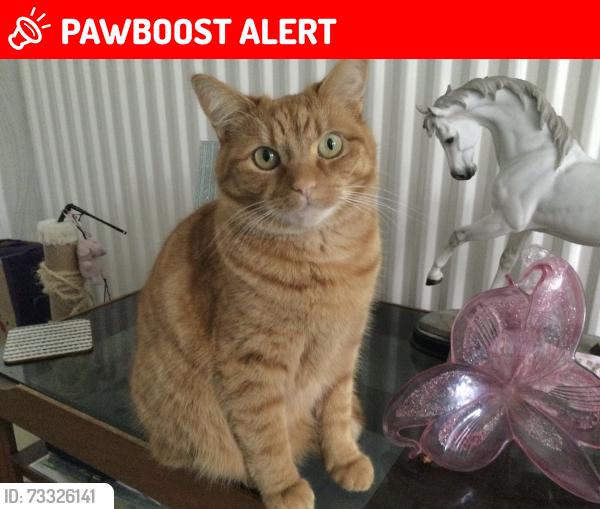 Lost Male Cat last seen Blackmoor Drive, Knotty Ash, England L12 3HP