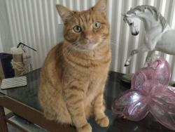 Lost Male Cat last seen Blackmoor Drive, Knotty Ash, England L12 3HP