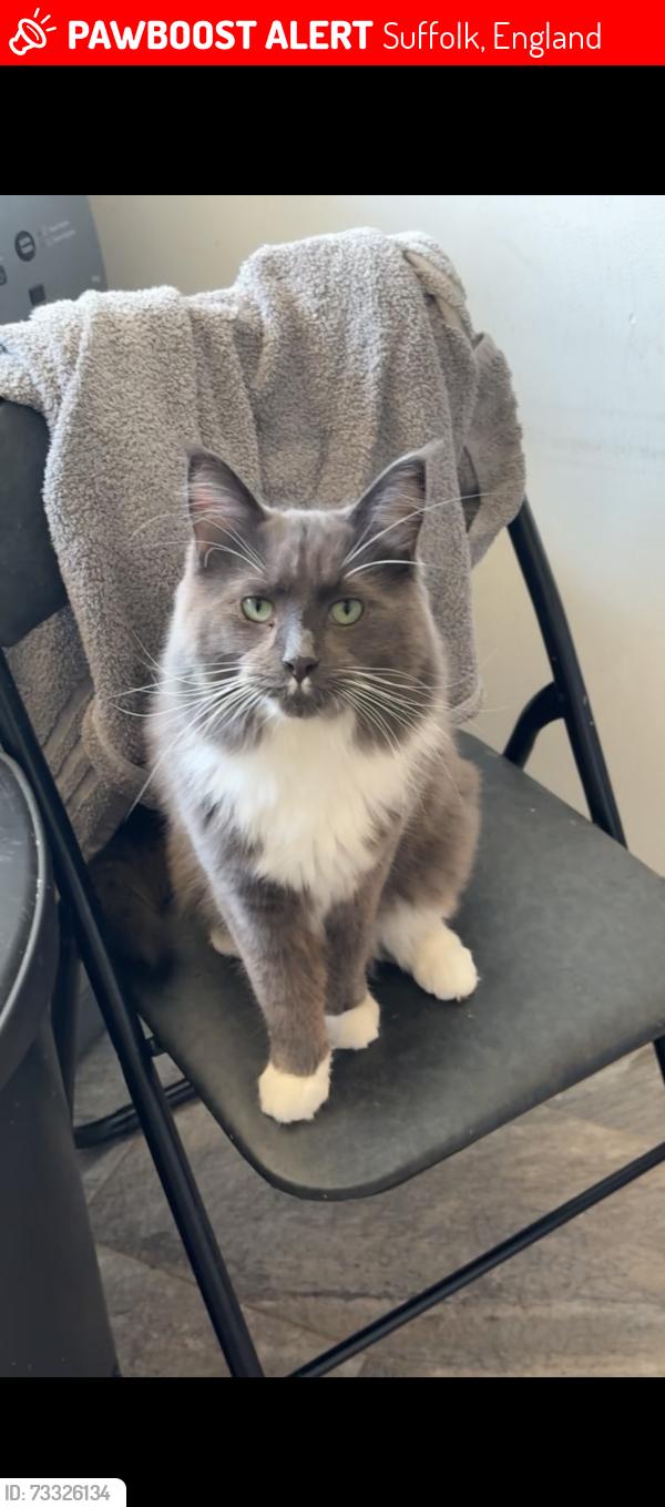 Lost Male Cat last seen Ranleigh road, Suffolk, England 
