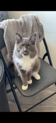 Lost Male Cat last seen Ranleigh road, Suffolk, England 