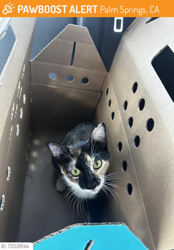 Found/Stray Female Cat last seen Baristo and Sunrise, Palm Springs, CA 92262