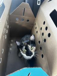 Found/Stray Female Cat last seen Baristo and Sunrise, Palm Springs, CA 92262