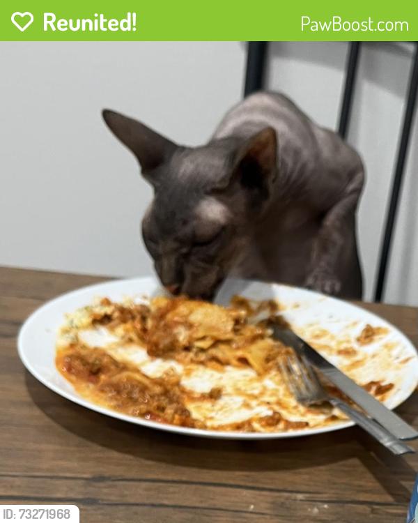Reunited Male Cat last seen Eton Ave, Los Angeles, CA 91304