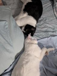 Reunited Female Cat last seen Near 56b ave surrey, Surrey, BC V3S 7N2