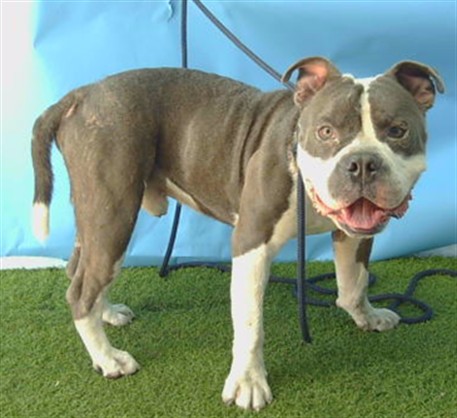 Shelter Stray Male Dog last seen , 11258 Garfield Ave, Downey, CA 90242, USA