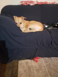 Lost Female Dog last seen nw 19th and lovejoy st, Portland, OR 97209