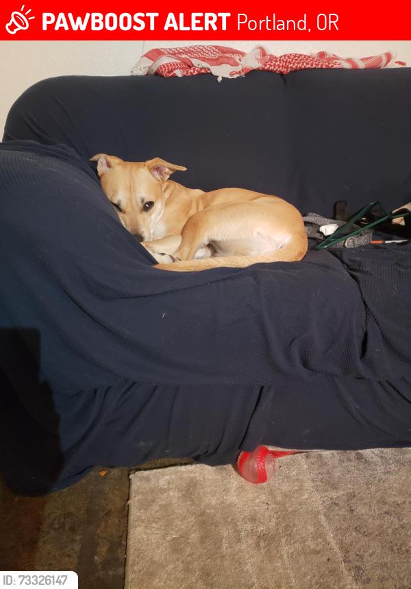 Lost Female Dog last seen nw 19th and lovejoy st, Portland, OR 97209