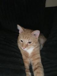 Reunited Male Cat last seen near coachwaylane parking lot, we have him now, Hazelwood, MO 63042