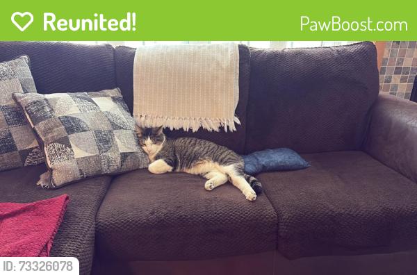 Reunited Male Cat last seen Belleview and Dayton, Greenwood Village, CO 80111