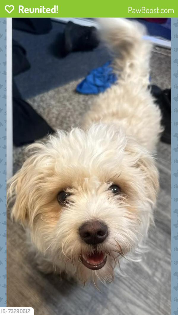 Reunited Male Dog last seen Sherman and kings row, Denton, TX 76209