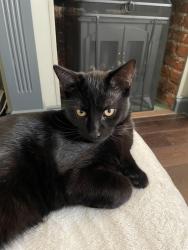 Reunited Male Cat last seen Raglan Street, Suffolk, England 