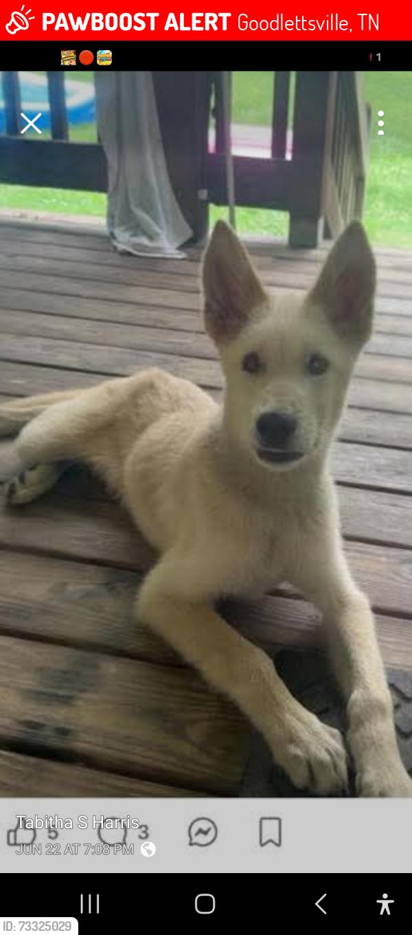 Lost Female Dog last seen Shell rd/Mcmurrtry, Goodlettsville, TN 37072