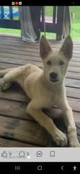 Lost Female Dog last seen Shell rd/Mcmurrtry, Goodlettsville, TN 37072