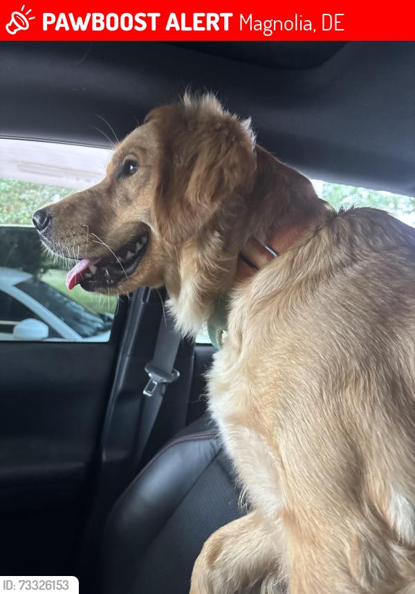 Lost Female Dog last seen Near woodlyty town, Magnolia, DE 19962