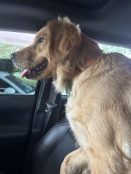Lost Female Dog last seen Near woodlyty town, Magnolia, DE 19962