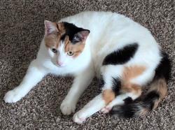 Lost Female Cat last seen Doves Landing Lane, Wylie, TX 75098
