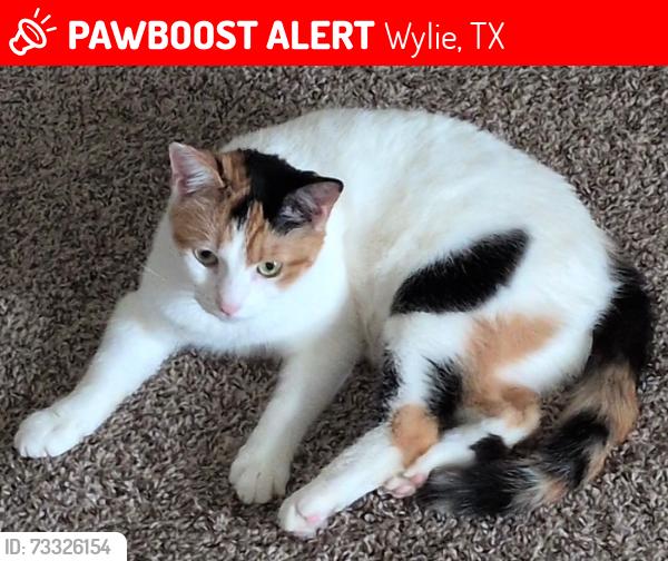 Lost Female Cat last seen Doves Landing Lane, Wylie, TX 75098