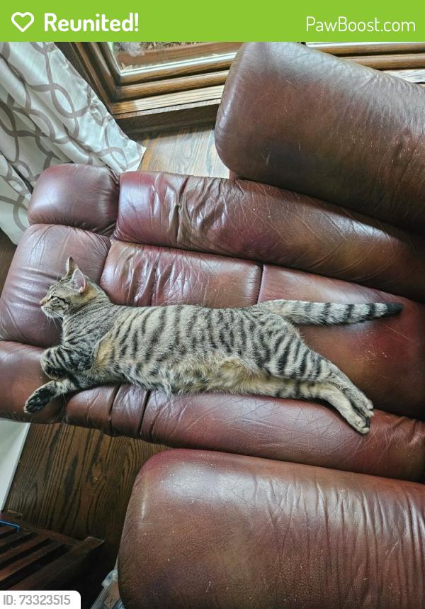 Reunited Male Cat last seen Timberside and Elmridge in Woodside, Houston, TX 77025