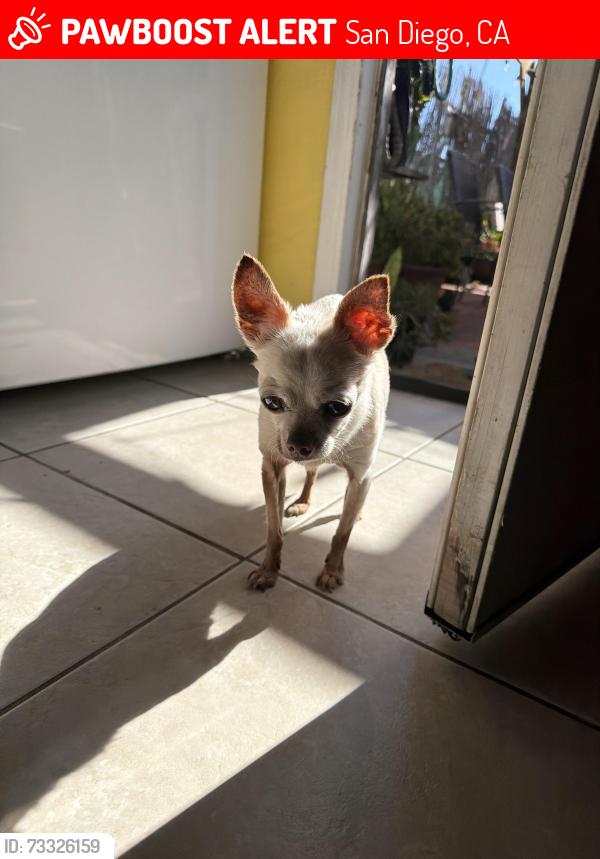 Lost Female Cat last seen Clairemont Mesa, San Diego, CA 92117