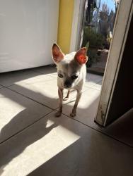 Lost Female Cat last seen Clairemont Mesa, San Diego, CA 92117