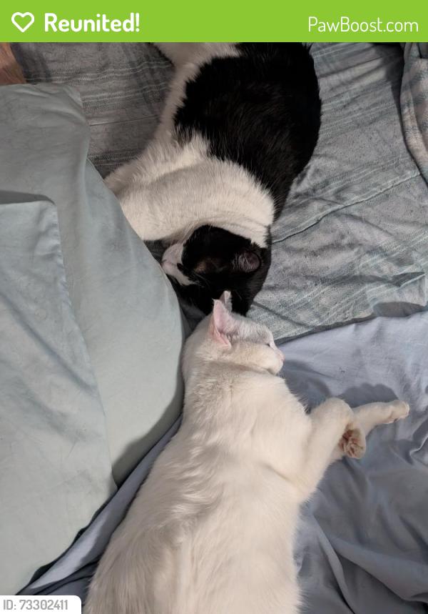 Reunited Female Cat last seen Near 56b ave surrey, Surrey, BC V3S 7N2