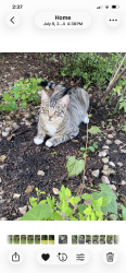 Lost Male Cat last seen Near Independence Ave and Ensign Ave, Savage, MN 55378