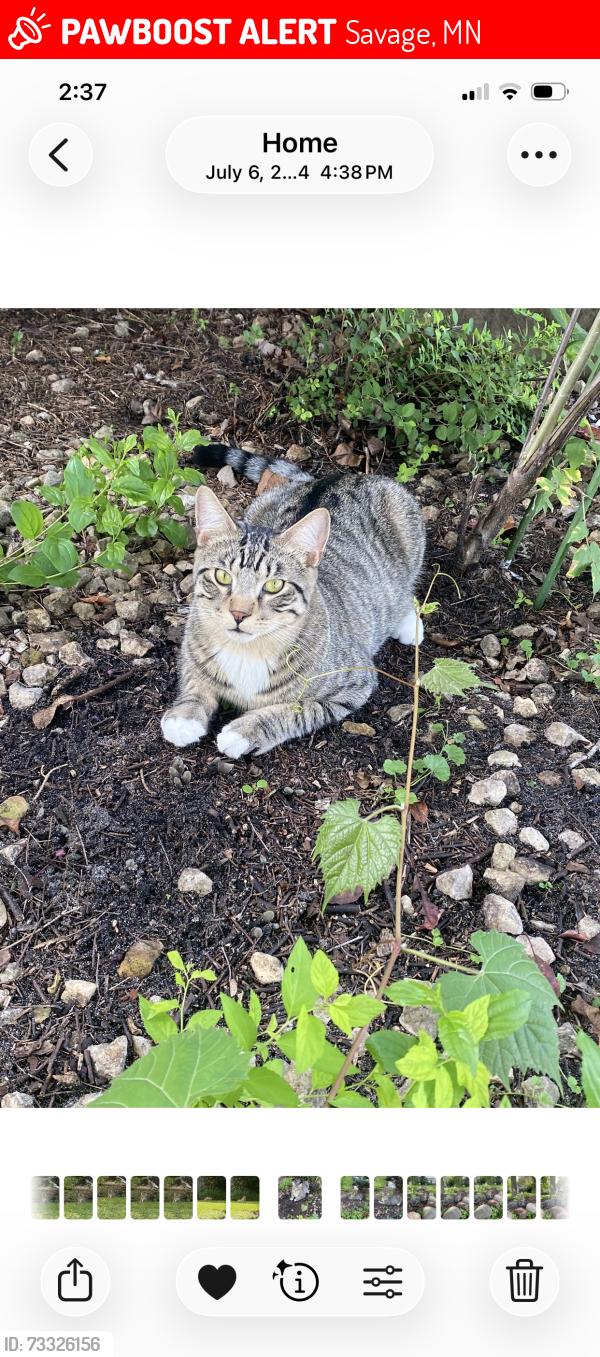 Lost Male Cat last seen Near Independence Ave and Ensign Ave, Savage, MN 55378