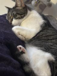 Lost Female Cat last seen Fourth Avenue, Teignmouth, Devon, England 