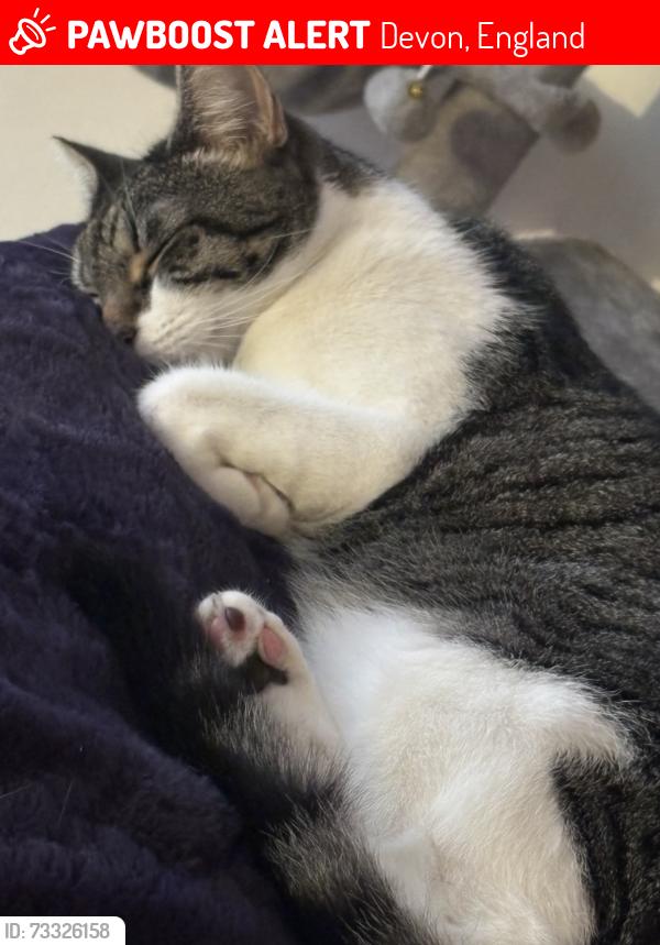 Lost Female Cat last seen Fourth Avenue, Teignmouth, Devon, England 
